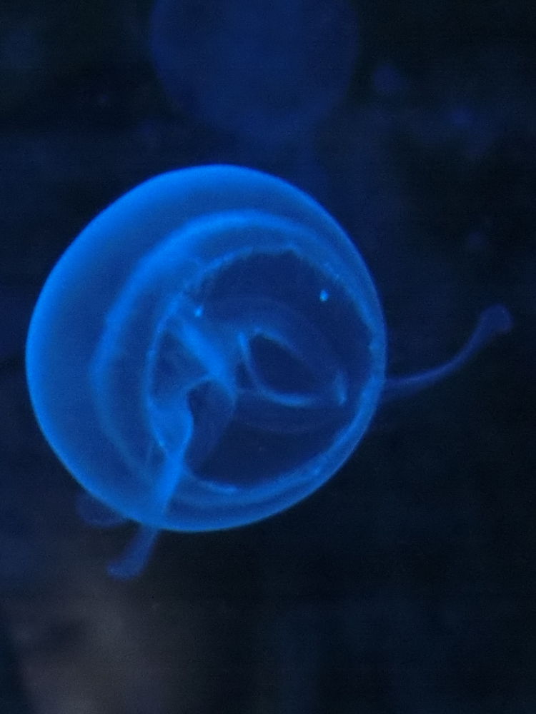 Raureif vor blauem Himmel