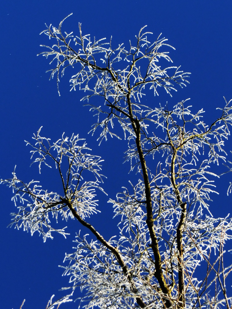 Raureif vor blauem Himmel